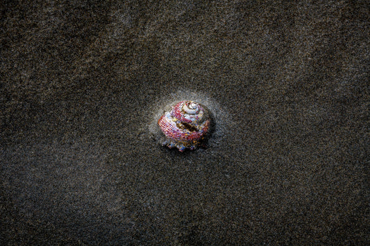 Centrepiece Series No.7