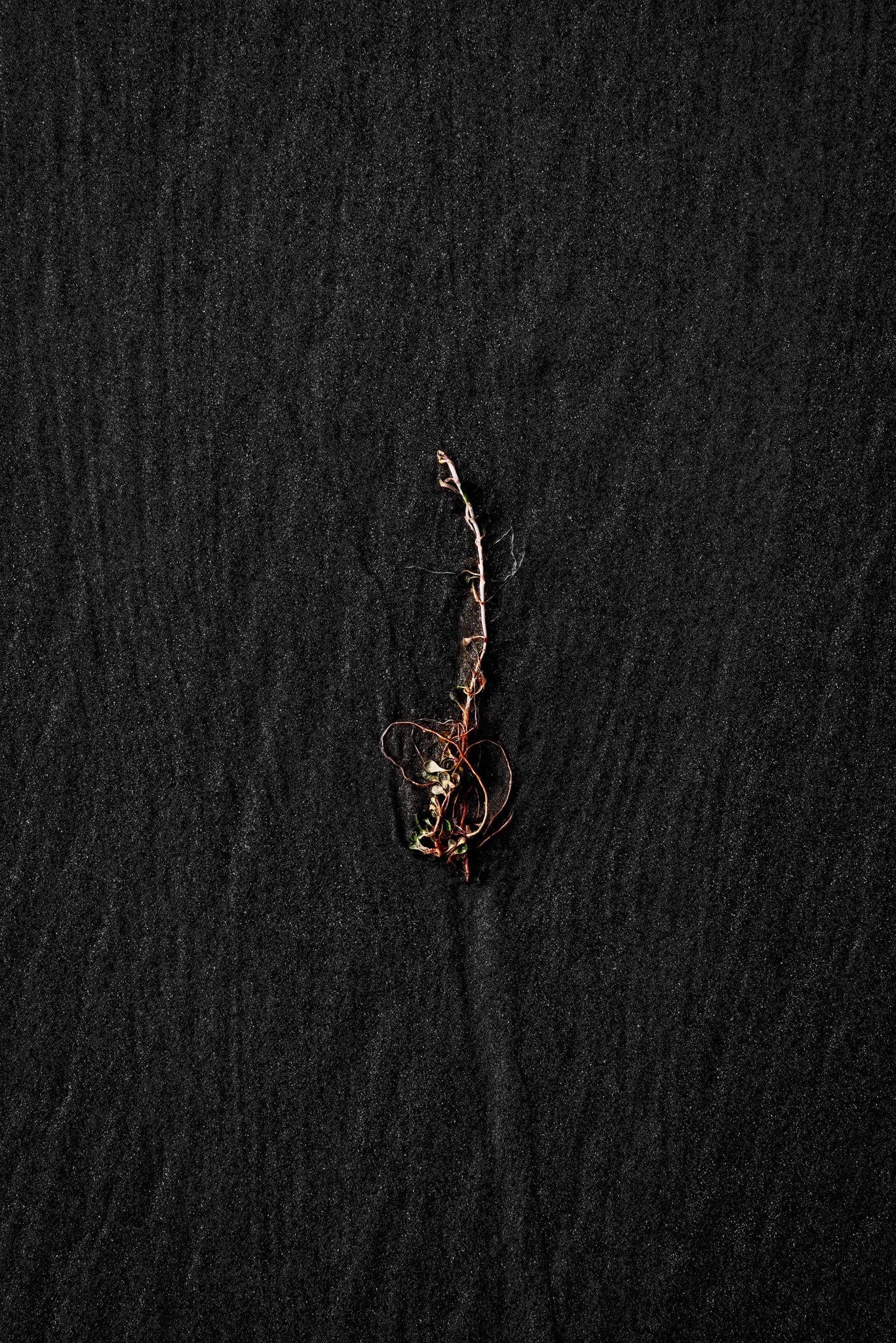 Centerpiece Series No.3