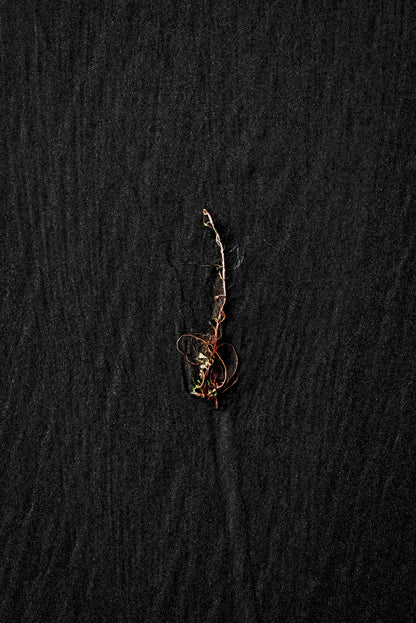 Centerpiece Series No.3