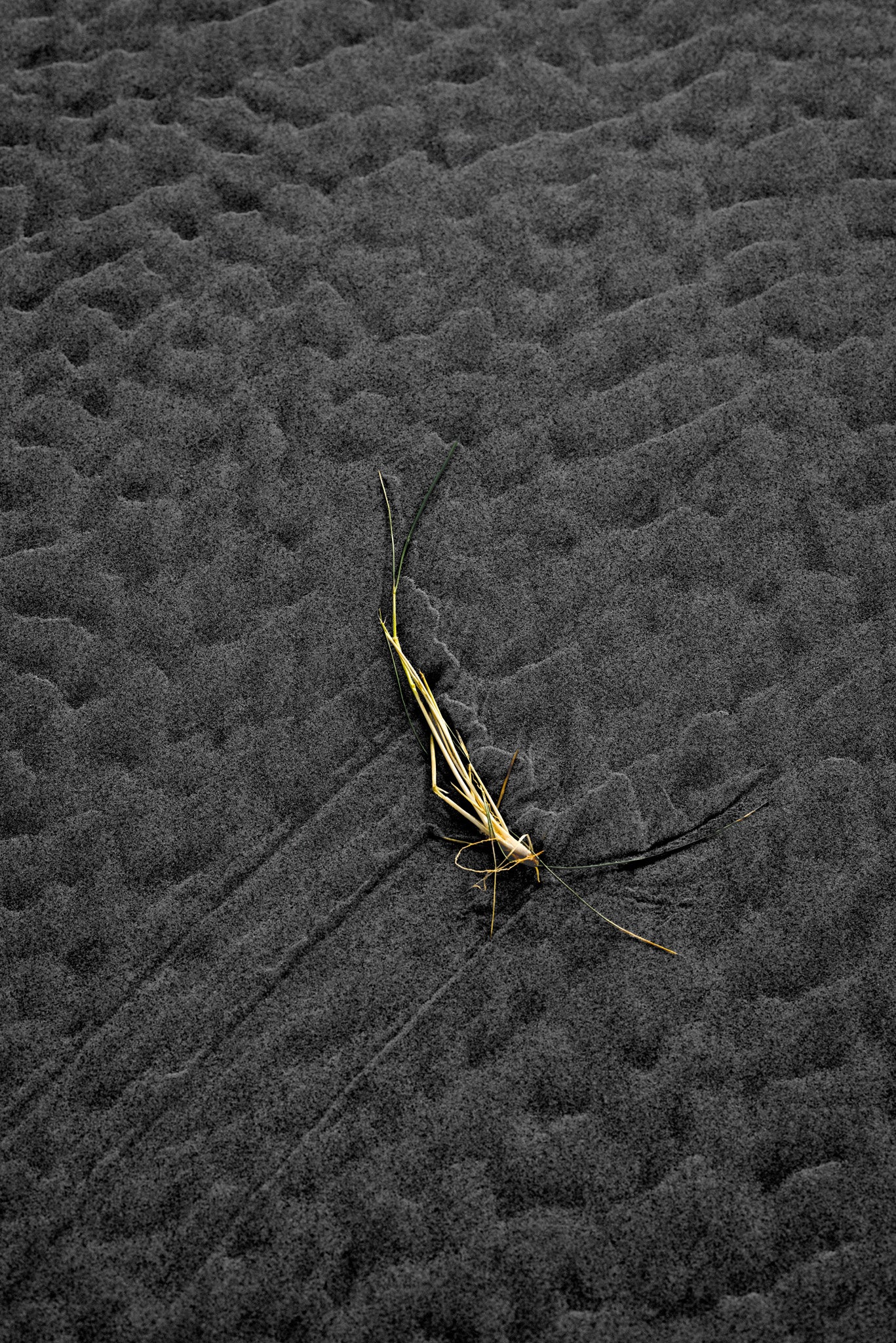 Centerpiece Series No.4