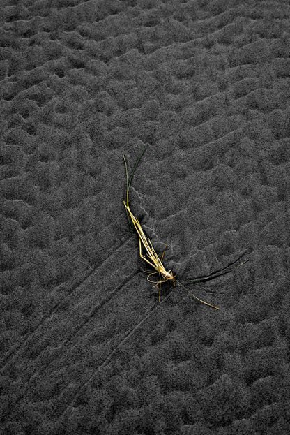 Centerpiece Series No.4