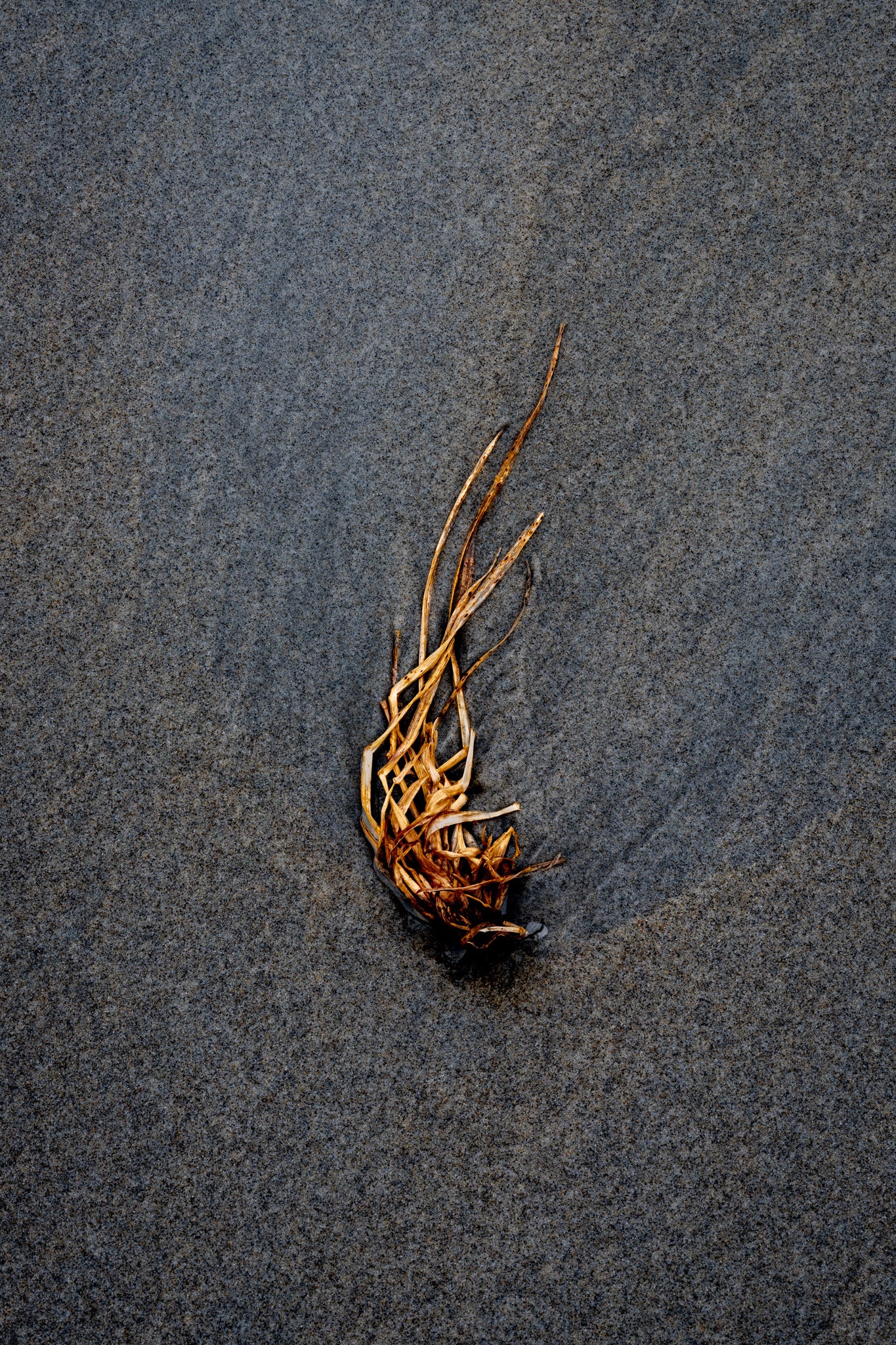 Centerpiece Series No.5