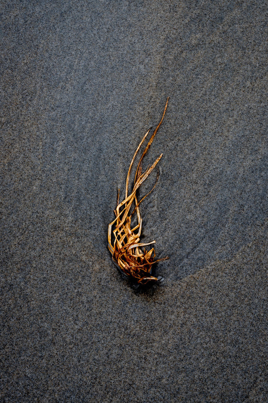 Centerpiece Series No.5