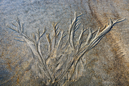 By the Sea - Sand Rivers Series No.1